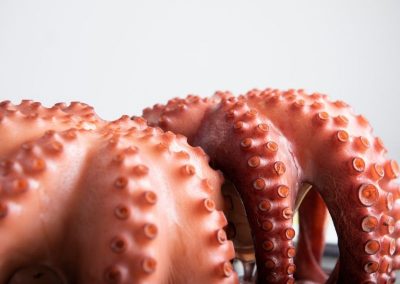 imagen de pulpo recien cocido